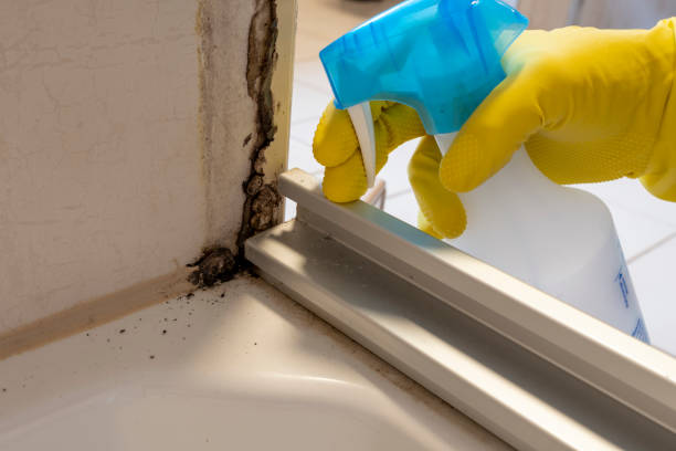 Best Mold Remediation for Specific Building Types in Munday, TX