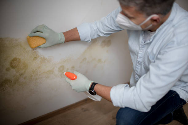 Best Emergency Mold Remediation in Munday, TX