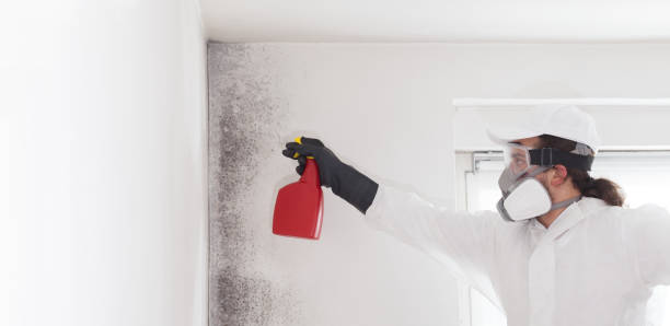 Best Industrial Mold Remediation in Munday, TX