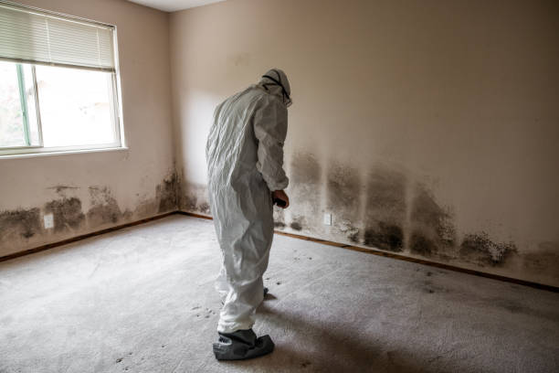 Best Kitchen Mold Remediation in Munday, TX