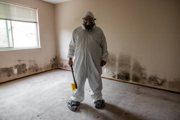 Best Basement Mold Remediation in Munday, TX