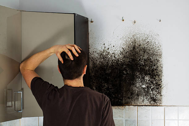 Best White Mold Remediation in Munday, TX